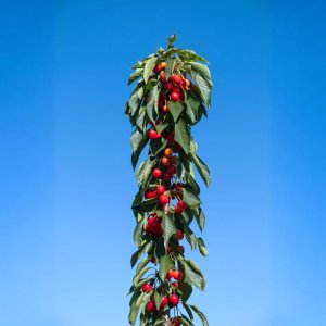 Stĺpovitá čerešňa (Prunus avium) ´QUEEN MARY ´ - stredne skorá - výška 150-170 cm, voľnokorenná
